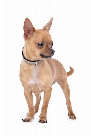 simsearch:400-05732957,k - Chihuahua in front of a white background Foto de stock - Royalty-Free Super Valor e Assinatura, Número: 400-05732955