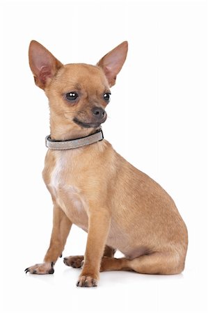 simsearch:400-05732957,k - Chihuahua in front of a white background Foto de stock - Royalty-Free Super Valor e Assinatura, Número: 400-05732956