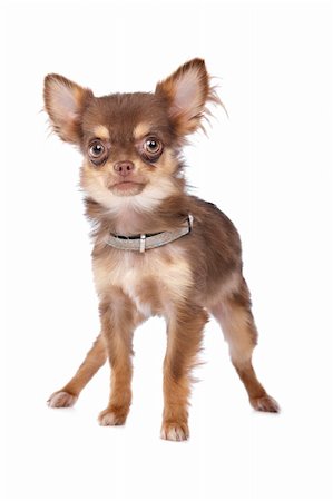 simsearch:400-05732957,k - Chihuahua in front of a white background Foto de stock - Royalty-Free Super Valor e Assinatura, Número: 400-05732957