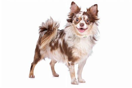 simsearch:400-05732957,k - Chihuahua in front of a white background Foto de stock - Royalty-Free Super Valor e Assinatura, Número: 400-05732959