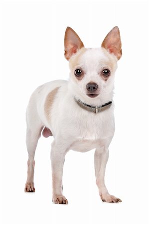 simsearch:400-06364127,k - Chihuahua in front of a white background Fotografie stock - Microstock e Abbonamento, Codice: 400-05732950