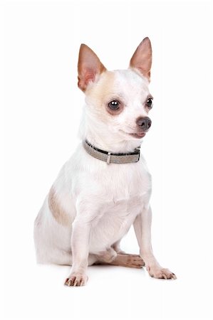simsearch:400-05732957,k - Chihuahua in front of a white background Foto de stock - Royalty-Free Super Valor e Assinatura, Número: 400-05732951