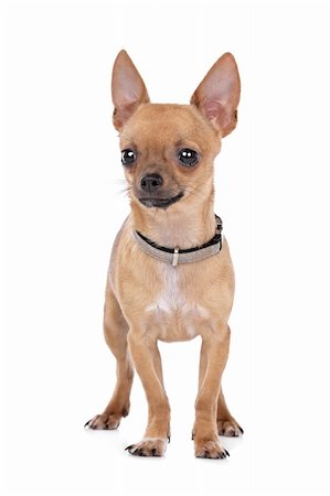 simsearch:400-05732957,k - Chihuahua in front of a white background Foto de stock - Royalty-Free Super Valor e Assinatura, Número: 400-05732952
