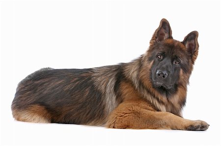 simsearch:700-02671088,k - German Shepherd in front of a white background Photographie de stock - Aubaine LD & Abonnement, Code: 400-05732965