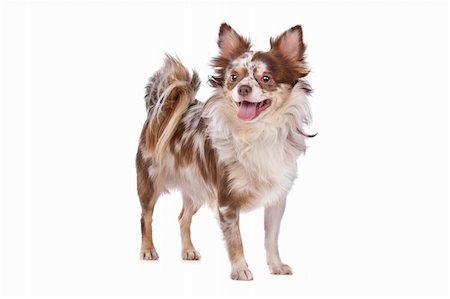 simsearch:400-05732957,k - Chihuahua in front of a white background Foto de stock - Royalty-Free Super Valor e Assinatura, Número: 400-05732960