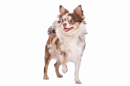 simsearch:400-05732957,k - Chihuahua in front of a white background Foto de stock - Royalty-Free Super Valor e Assinatura, Número: 400-05732961