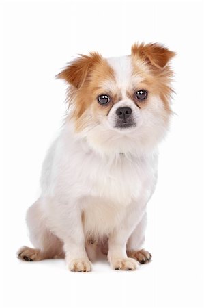 simsearch:400-08318823,k - mixed breed dog in front of a white background Foto de stock - Royalty-Free Super Valor e Assinatura, Número: 400-05732962