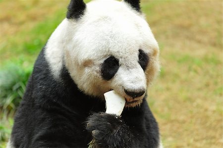 panda Stock Photo - Budget Royalty-Free & Subscription, Code: 400-05733032