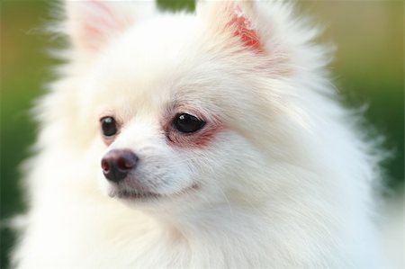 white pomeranian dog Stockbilder - Microstock & Abonnement, Bildnummer: 400-05733044