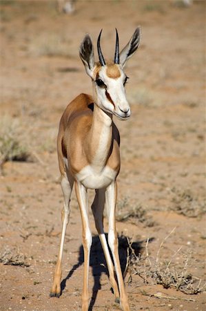 simsearch:400-06521553,k - Baby Springbok in the Kalahari desert Stock Photo - Budget Royalty-Free & Subscription, Code: 400-05733094