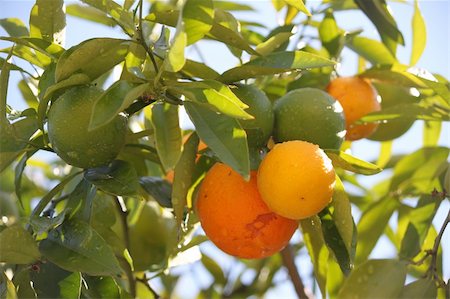 simsearch:400-05046087,k - This is a photo of mandarin tree Stockbilder - Microstock & Abonnement, Bildnummer: 400-05733462