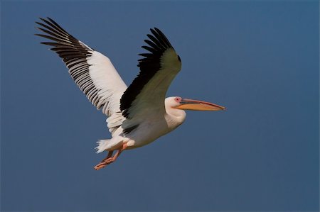 simsearch:400-09010263,k - pelican in flight in Danube Delta, Romania Stock Photo - Budget Royalty-Free & Subscription, Code: 400-05733658