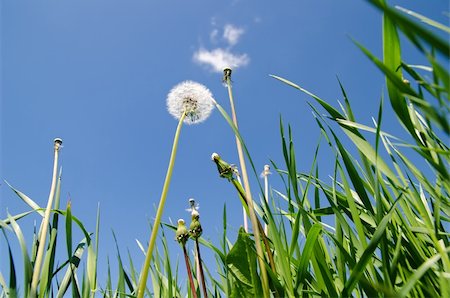 old dandelion in green grass field and blue sky Stock Photo - Budget Royalty-Free & Subscription, Code: 400-05744320