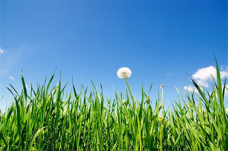 old dandelion in green grass field and blue sky Stockbilder - Microstock & Abonnement, Bildnummer: 400-05744321