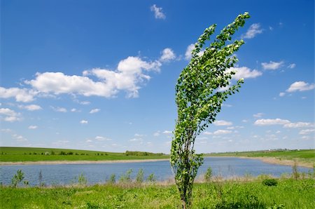 tree of poplar near river under deep blue sky Photographie de stock - Aubaine LD & Abonnement, Code: 400-05744322