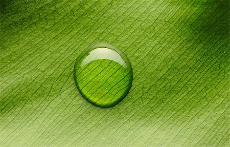 dew drops reflection - Beautiful water drop on a leaf close-up Stock Photo - Budget Royalty-Free & Subscription, Code: 400-05744557