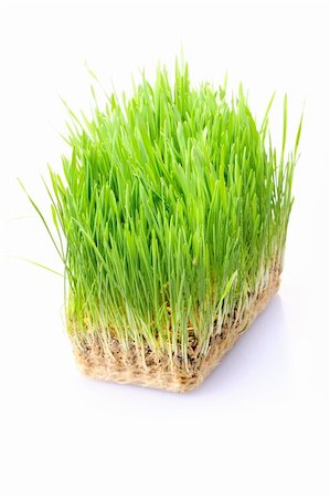 simsearch:400-05744585,k - Green grass in soil isolated on white background Stock Photo - Budget Royalty-Free & Subscription, Code: 400-05744585