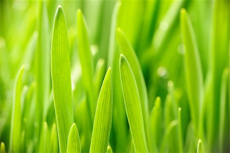 simsearch:400-05744585,k - Green grass close up background Stock Photo - Budget Royalty-Free & Subscription, Code: 400-05744583