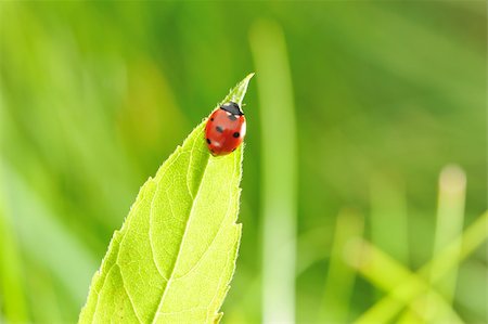 simsearch:400-05883361,k - Ladybug on a grass with shallow DOF Photographie de stock - Aubaine LD & Abonnement, Code: 400-05744810