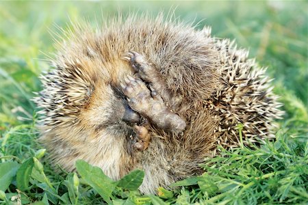 simsearch:400-07278599,k - Little needle hedgehog sleeping on green grass Stockbilder - Microstock & Abonnement, Bildnummer: 400-05744887