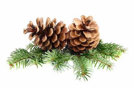 Two pine cones with branch on a white background. Stock Photo - Budget Royalty-Free & Subscription, Code: 400-05744927