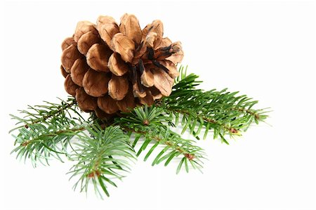 pine tree one not snow not people - One pine cone with branch on a white background. Stock Photo - Budget Royalty-Free & Subscription, Code: 400-05744928