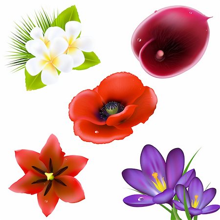 subtropical - Set Of Realistic Flowers, Isolated On White Background, Vector Illustration Stock Photo - Budget Royalty-Free & Subscription, Code: 400-05744938