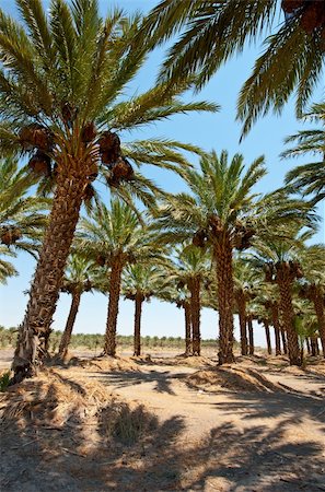 Plantation of Date Palms in the Jordan Valley, Israel Stockbilder - Microstock & Abonnement, Bildnummer: 400-05745155