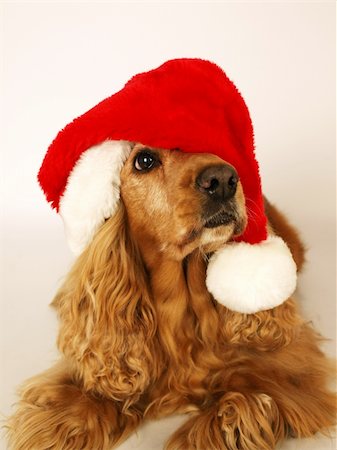 simsearch:400-06461634,k - brown cocker spaniel with red christmas hat Stock Photo - Budget Royalty-Free & Subscription, Code: 400-05745206