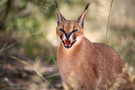 simsearch:400-07175252,k - Caracal in Harnas Foundation in Namibia Stock Photo - Budget Royalty-Free & Subscription, Code: 400-05745344