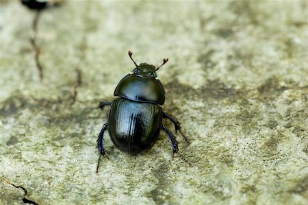 dung beetles feces - big blue dung beetle on tree's bark Stock Photo - Budget Royalty-Free & Subscription, Code: 400-05745504