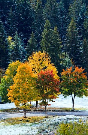 First winter snow and autumn colorful foliage near mountain secondary road (Carpathian, Ukraine) Stock Photo - Budget Royalty-Free & Subscription, Code: 400-05745584
