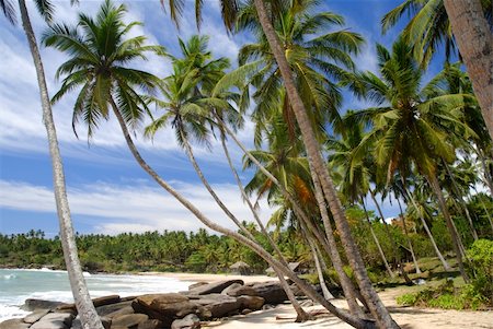 simsearch:400-08693524,k - Tropical paradise on Sri Lanka with palms hanging over the white beach and turquoise sea Fotografie stock - Microstock e Abbonamento, Codice: 400-05745632