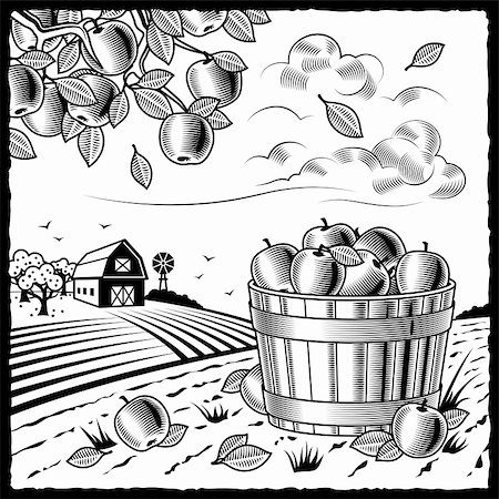 Retro landscape with apple harvest in woodcut style. Black and white vector illustration with clipping mask. Stock Photo - Budget Royalty-Free & Subscription, Code: 400-05746124