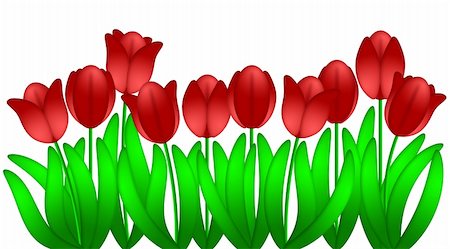 flowers in growing clip art - Row of Red Tulips Flowers in Spring Illustration Isolated on White Background Stock Photo - Budget Royalty-Free & Subscription, Code: 400-05746309