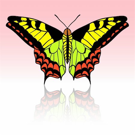 simsearch:400-08787096,k - Beautiful tropical butterfly. Vector illustration. Photographie de stock - Aubaine LD & Abonnement, Code: 400-05746396