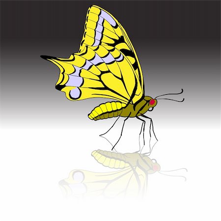 simsearch:400-06107863,k - Beautiful tropical butterfly. Vector illustration. Fotografie stock - Microstock e Abbonamento, Codice: 400-05746393