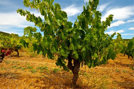 simsearch:400-06141966,k - Young Vineyard in Southern France, Region Rhone-Alpes Foto de stock - Royalty-Free Super Valor e Assinatura, Número: 400-05746491