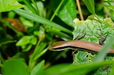 simsearch:400-04914866,k - Skink in garden or in green nature Stock Photo - Budget Royalty-Free & Subscription, Code: 400-05747059