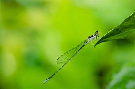 damselfly - damselfly or little dragonfly in green nature Stock Photo - Budget Royalty-Free & Subscription, Code: 400-05747062