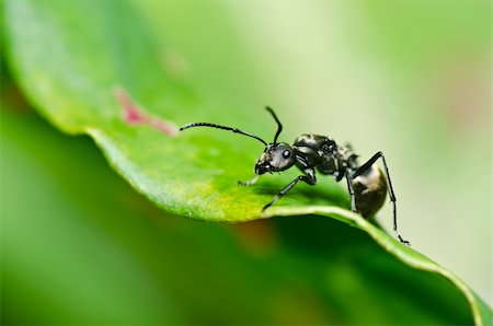black ant in green nature or in the garden Stock Photo - Budget Royalty-Free & Subscription, Code: 400-05747100