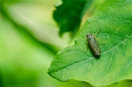 simsearch:400-06138663,k - Aphid insect in green nature or in the garden Stock Photo - Budget Royalty-Free & Subscription, Code: 400-05747114