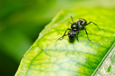 black ant in green nature or in the garden Stock Photo - Budget Royalty-Free & Subscription, Code: 400-05747121