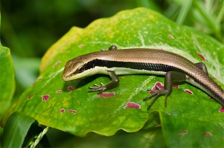 simsearch:400-04914866,k - Skink in garden or in green nature Stock Photo - Budget Royalty-Free & Subscription, Code: 400-05747165