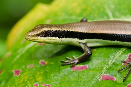 simsearch:400-04914866,k - Skink in garden or in green nature Stock Photo - Budget Royalty-Free & Subscription, Code: 400-05747166