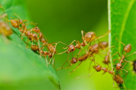 red ant in green nature or in forest Stock Photo - Budget Royalty-Free & Subscription, Code: 400-05747167