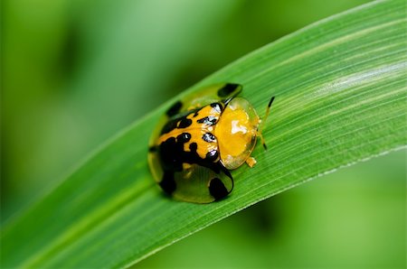 simsearch:400-05739088,k - ladybug in the green nature or in the garden Stockbilder - Microstock & Abonnement, Bildnummer: 400-05747162