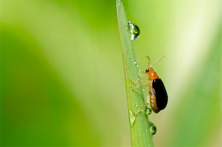 simsearch:400-06138663,k - orange beetle in green nature or the garden Stock Photo - Budget Royalty-Free & Subscription, Code: 400-05747176