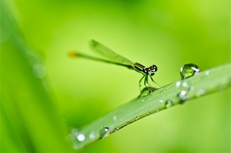 damselfly - damselfly or little dragonfly in green nature Stock Photo - Budget Royalty-Free & Subscription, Code: 400-05747177
