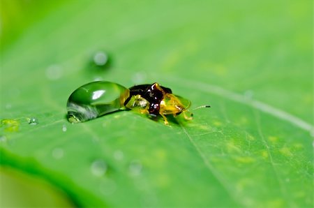 simsearch:400-06138663,k - orange beetle in green nature or the garden Stock Photo - Budget Royalty-Free & Subscription, Code: 400-05747179